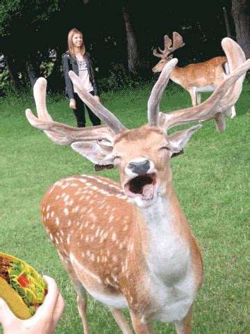 deer gif